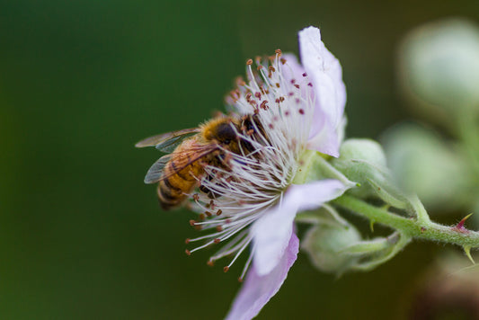 2026 NUC Bee Colonies *PRE-ORDER*