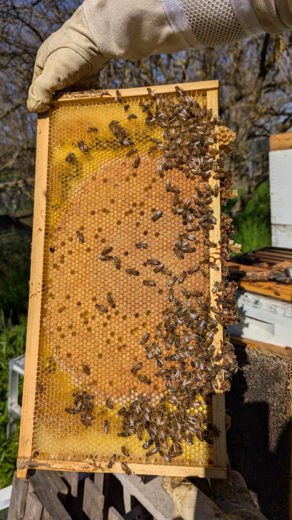 2026 NUC Bee Colonies *pickup only*